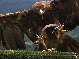 Video still from Janet Biggs dance performance 'Rules of Engagement'