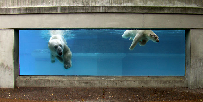 Still of polar bears  from Janet Biggs' video installation, 'Like Tears in Rain'